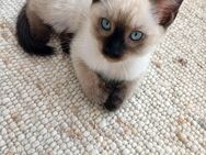 Siam Katzen - Rastatt