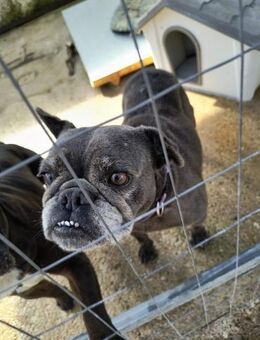 Missy 💜💜💜 Altersruhesitz gesucht - Herxheim (Landau)