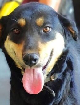 LENKA hat einen Wunsch - Gefrees