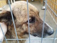 Angus - trauriger Hundejunge - Dreikirchen