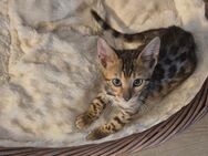 Bengal kitten dürfen ausziehen - Ankum