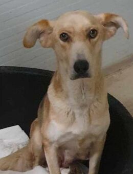 ZITA-wünscht sich ein warmes Zuhause - Wettenberg