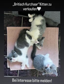 Britisch Kurzhaar Kitten zu verkaufen - Amberg