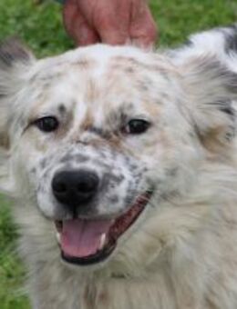 Lamari - goldig mit Sommersprossen - Lohra