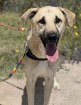 Marcelo - Neubrunn (Bayern)