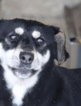 Klein Yaya ist aufgeschlossen und lieb - Karben