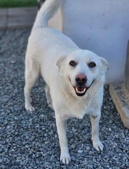 Knut - fröhlich-verspielt (I) - Ludwigshafen (Rhein)