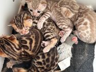 Reinrassige Bengal Kitten - Erfurt