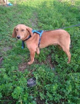 Ken auf der Suche nach einem Zuhause - Kropp