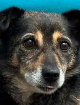 RENI-wundervolle Hunde-Dame, 48 cm - Rösrath