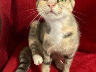 🆘 Notfall 🆘 Schmusekatze Amanda❤️EILT - Eislingen (Fils)