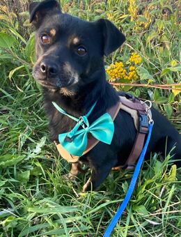 Unser niedlicher Hugo sucht sein Körbchen 2,5 J , kastriert und 30 cm groß - Hohe Börde