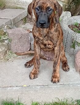 Rhodasien Ridgeback Mix Welpen Dame - Suhl