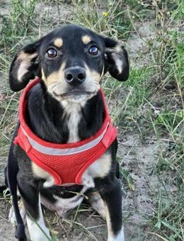 Minikleiner Archie sucht sein Körbchen - Mannheim