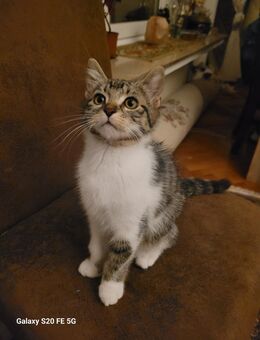 2 Kleine Katzenbabys suchen neue Zuhause - Bielefeld