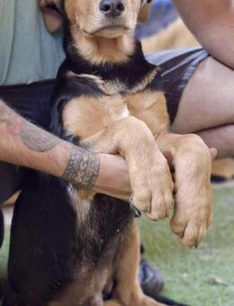 Pumba ist auf der Suche nach dir?! - Koblenz