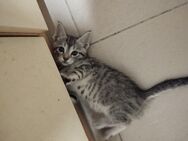 Main-coon-mix katzenbabys - Bad Friedrichshall