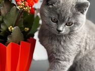 Unsere Reinrassigen BKH Kitten suchen ein Zuhause - Mönchengladbach
