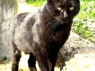 PISA - Kleine Supermama-Katze...... - Kempen