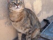 Liebe, zutrauliche Katze Micaela - Karlsruhe