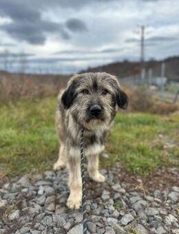 Jung Rüde Alford - Rambin