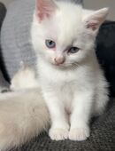 Babykätzchen suchen ein liebevolles Zuhause in 65197