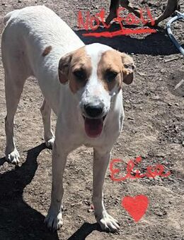 Vermittlungshilfe für Elisa - Berlin