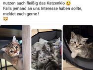 ☆ BKH Kitten suchen ihr für immer Zuhause ☆ - Rheine