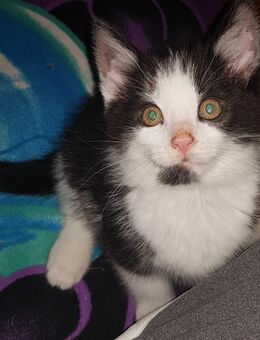 Bkh/ maine coon mix kitten - Wuppertal