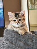Wunderschöne Britisch Kurzhaar Kitten abzugeben in 13347