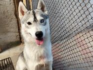 Sibirischer Husky sucht ein neues zu Hause - Niederer Fläming