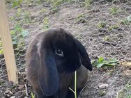 Zwei Zwergkaninchen 8 Wochen abzugeben - Friedrichsdorf