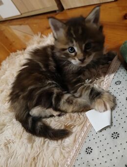Xxl maine coon kitten reinrassig - Bad Kissingen