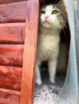 🌸 Liebe Sisi sucht Familie 🌸 - Eislingen (Fils)