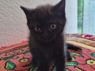 Bkh kitten choclate tabby - Rhede