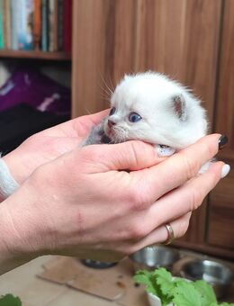 Reinrassige BKH Blue-Point Kitten. Nur noch zwei Kätzchen sind frei - Markt Rettenbach