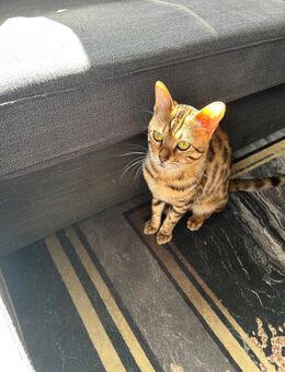 Reinrassiger Bengal-Deckkater - KEIN VERKAUF! - Karlstein (Main)