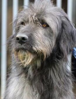 Tiwaz - verschmust u. zutraulich - Lohra