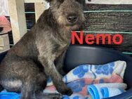 Nemo - fröhlicher Herzensbrecher - Rinteln