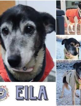 EILA *liebe Omi bescheiden unkompliziert - Duisburg