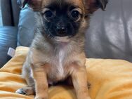 Ab 25.05.24 abzugeben Süße reinrassige Chihuahua Welpen - Buseck