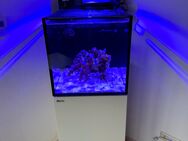 Meerwasser Aquarium mit kompletter Technik - Lünen