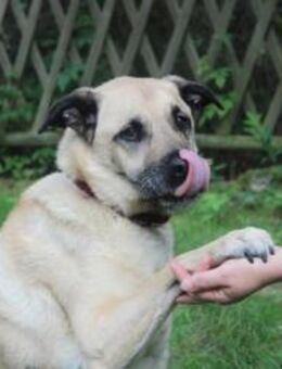 Ares, gut erzogener Senior - Neuhausen (Spree)