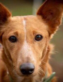 Mario 2 - lieb, sozial und sportlich - Heppenheim (Bergstraße)