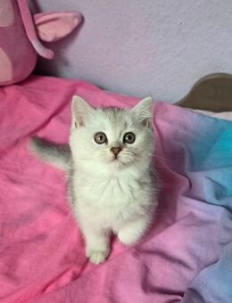 🐾 Wunderschöne Britisch Kurzhaar Kätzchen suchen liebevolles Zuhause 🏡❤️ - Leverkusen