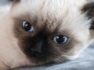 Siam kitten - Hardheim