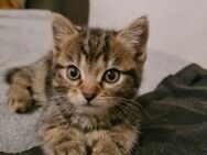 Wunderschöne Kitten suchen ein liebevolles Zuhauss - Wuppertal