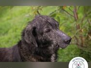 Chip 223349: Sucht ein Zuhause - Kirchzell