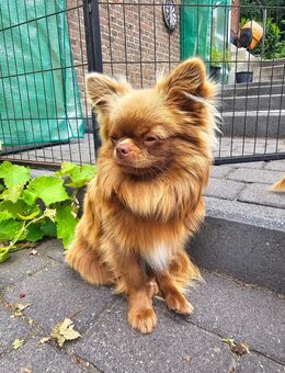 Chihuahua Rüde - Wegberg