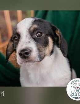 Flori: Hundekind sucht ein Zuhause - Kirchzell